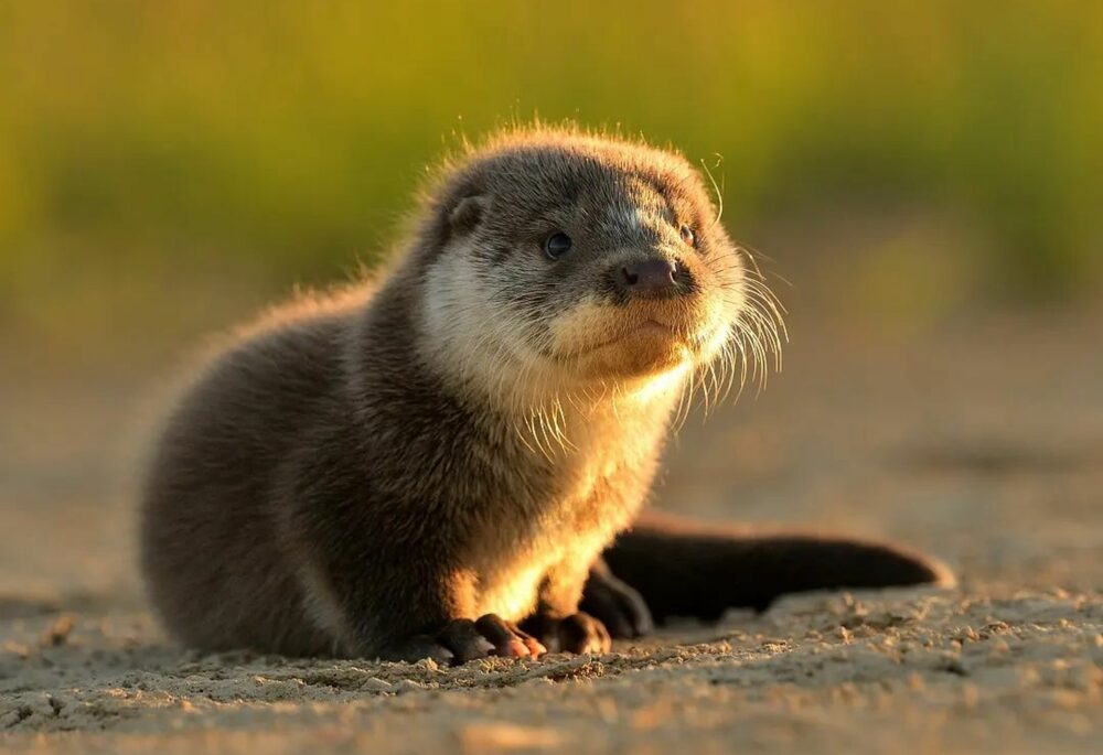 Close-up of an otter standing in the dirt.
