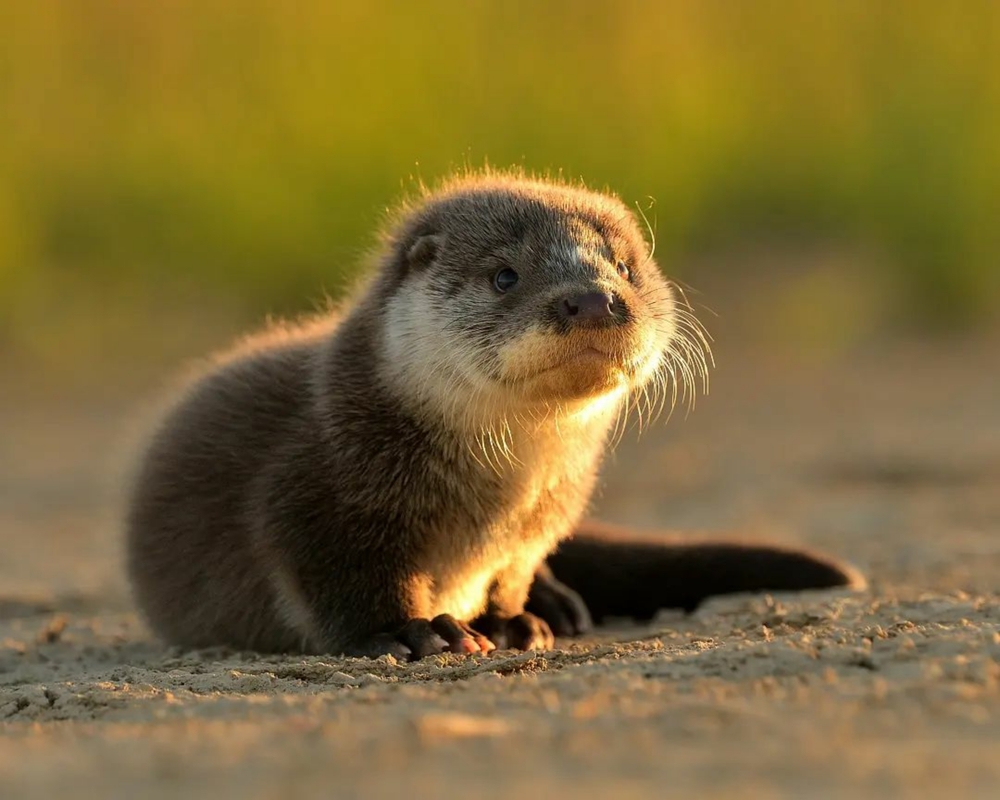 Close-up of an otter standing in the dirt.