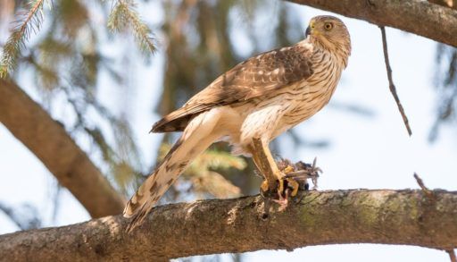 A Cooper's hawk perched in an evergreen tree.