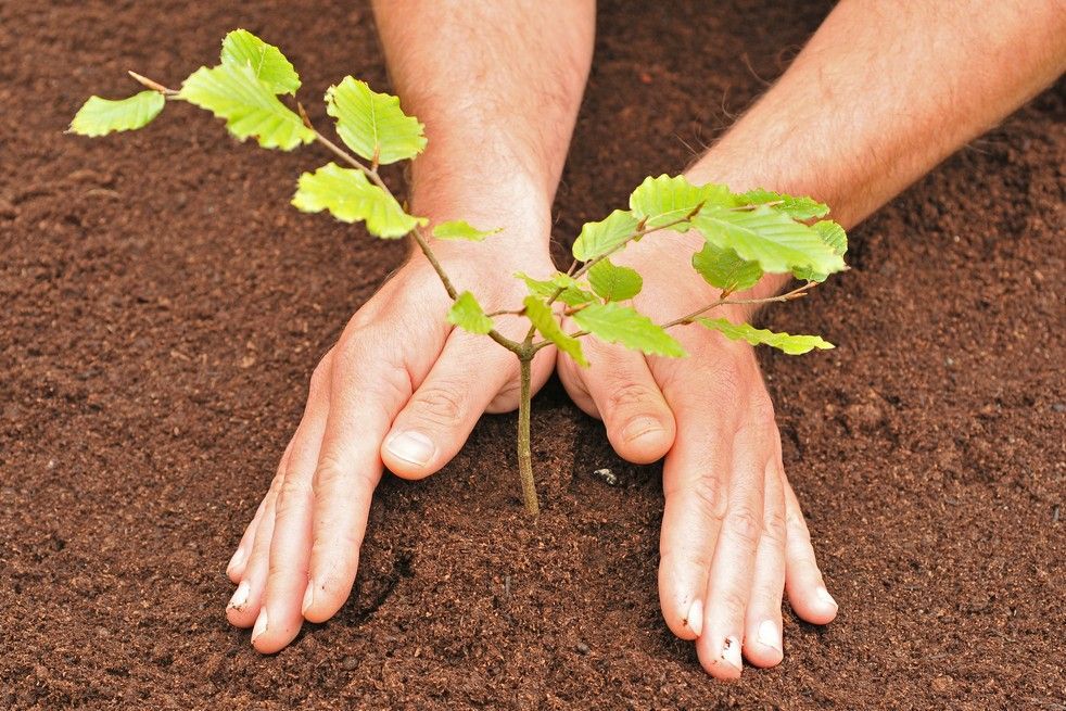 Planting a tree