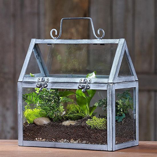 Miniature greenhouse