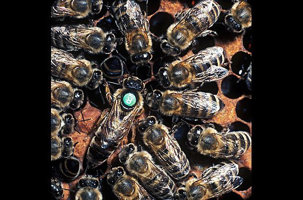 swarm of honey bees
