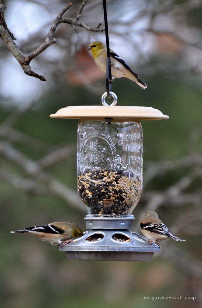 Bird feeder