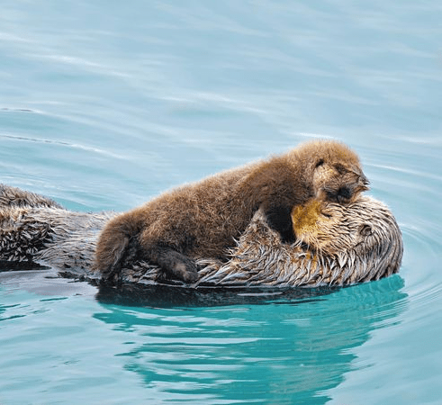 otter family