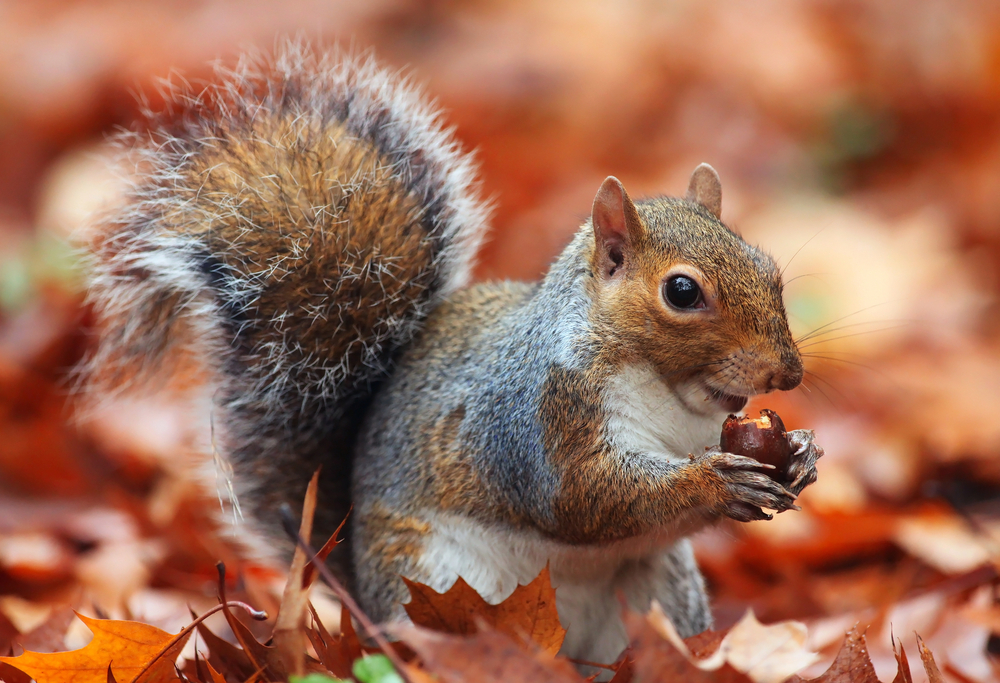 Close-up of a brown and grey squirrel holding an acorn in a pile of red leaves.