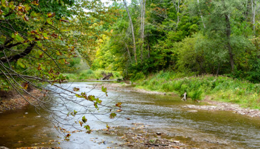 Shallow creek running alongside green trees in Bronte Creek Provincial Park, Oakville, Ontario.