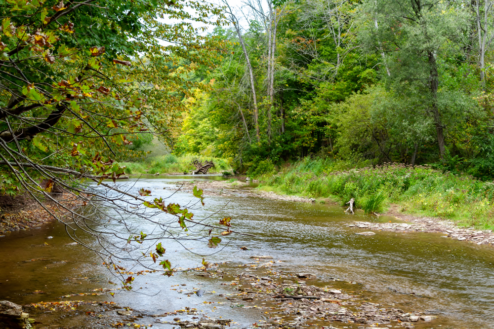 Shallow creek running alongside green trees in Bronte Creek Provincial Park, Oakville, Ontario.