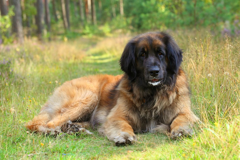 Leonberger