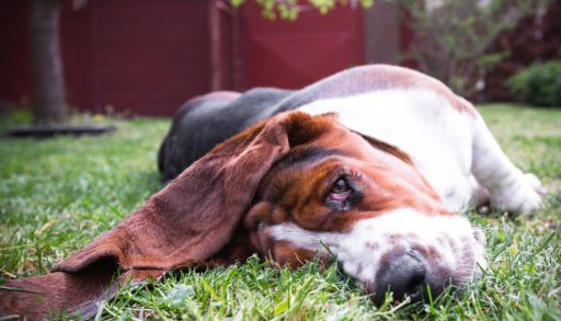 Basset Hound