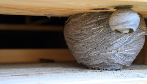 Close-up of a wasp nest under a roof.