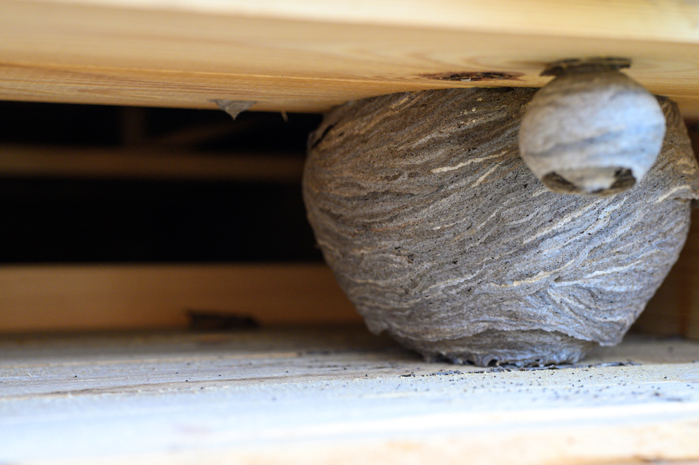 Close-up of a wasp nest under a roof.