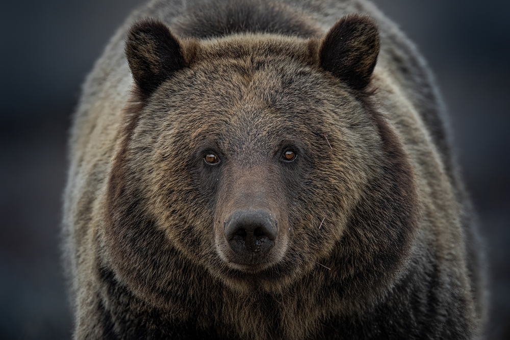 Close-up of a grizzly bear.