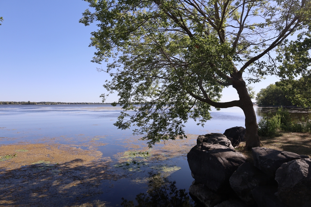 A large tree hanging over the water in the Bay of Quinte, Ontario.