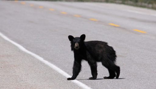 Young black bear walking across a road.