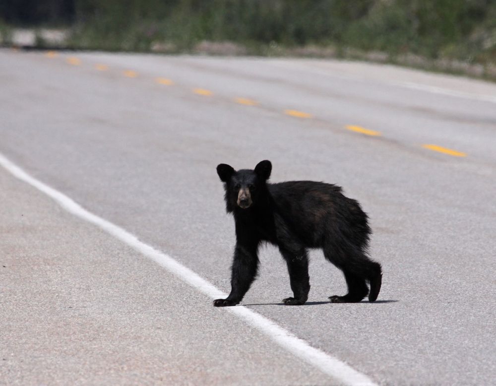 Young black bear walking across a road.