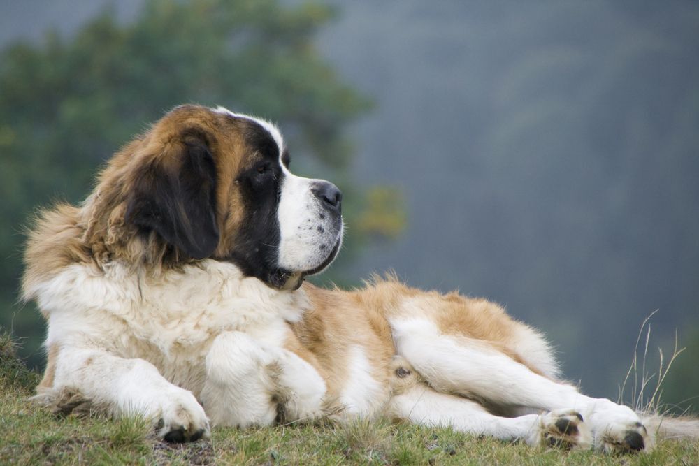 St. Bernard
