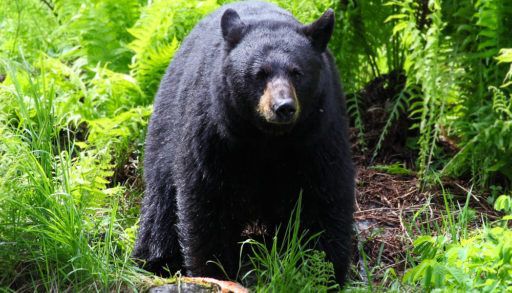 Black bear standing in a forest.