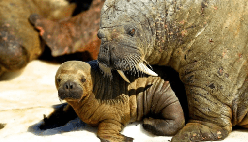 baby walrus and mom