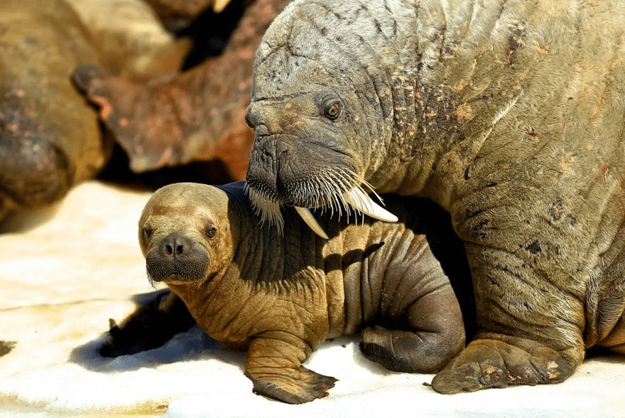 baby walrus and mom