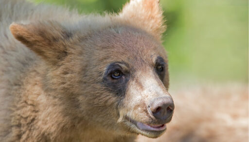 Close-up of a young white-phase black bear.