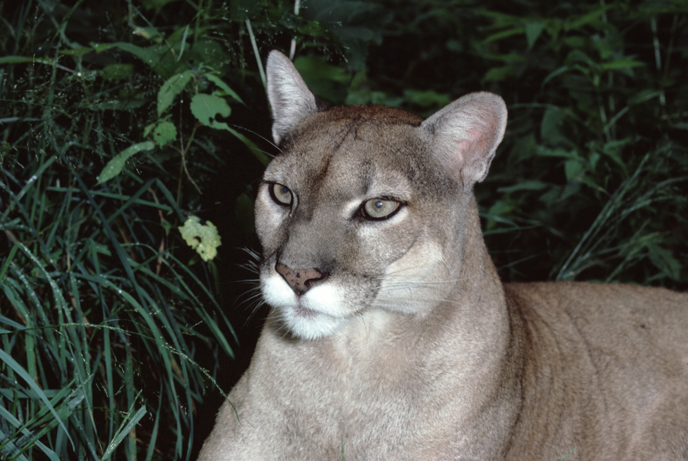 Close-up of the now extinct Eastern cougar at nighttime.