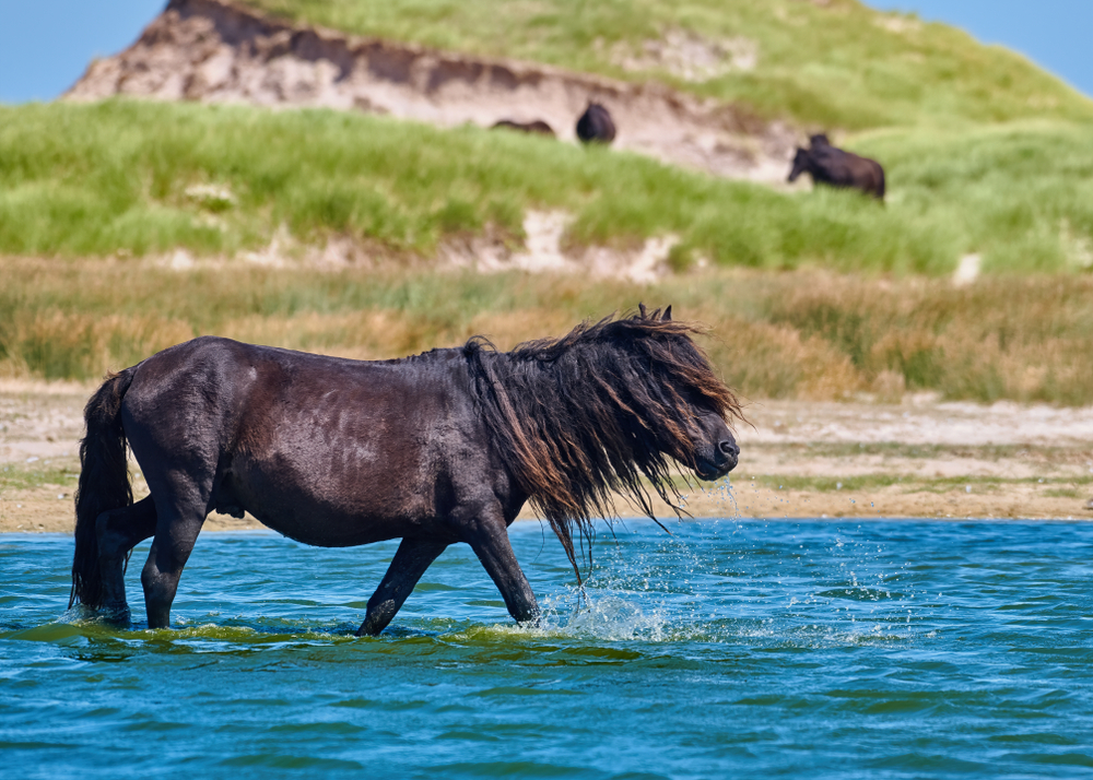 Close-up of a wild horse standing in blue water on Sable Island, Nova Scotia.