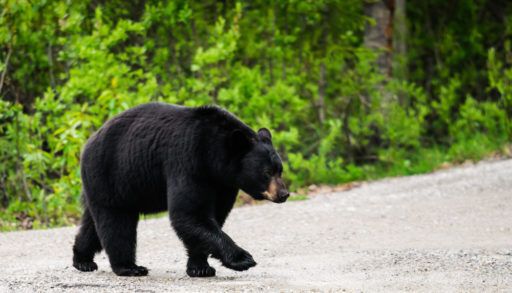 Black bear walking across a gravel road lined by trees.