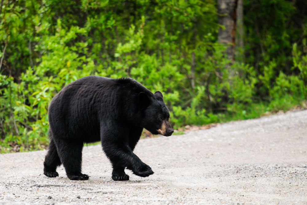 Black bear walking across a gravel road lined by trees.