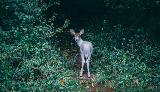 Piebald deer faun surrounded by green leaves.
