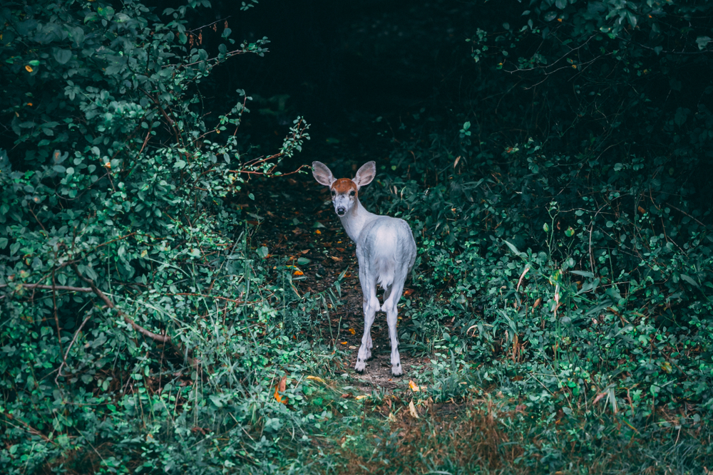 Piebald deer faun surrounded by green leaves.