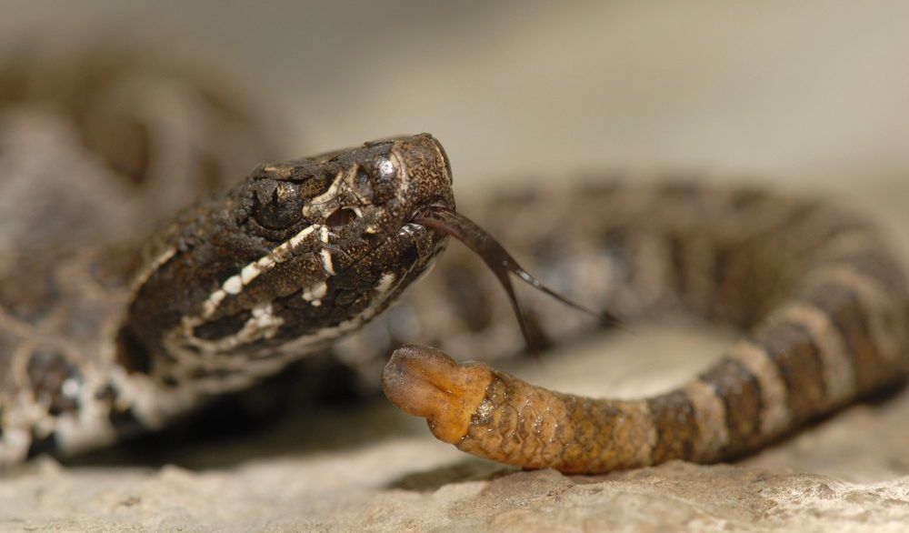 Close-up of a brown and white Massasauga Rattler.