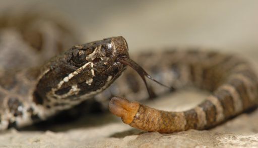 Close-up of a brown and white Massasauga Rattler.
