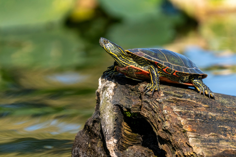 Close-up of a Western painted turtle standing on a log near a pond.