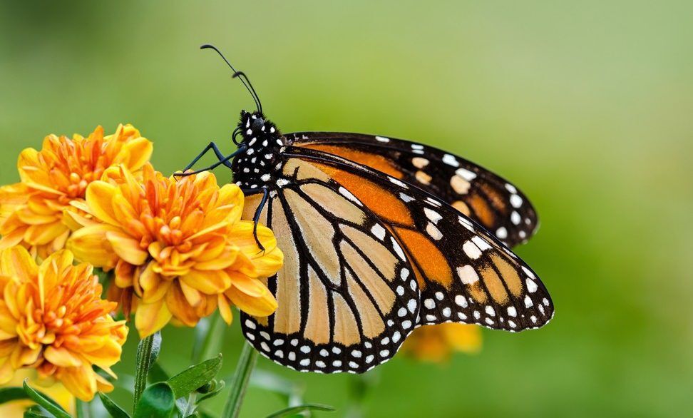 Close-up of a monarch butterfly on a yellow flower.