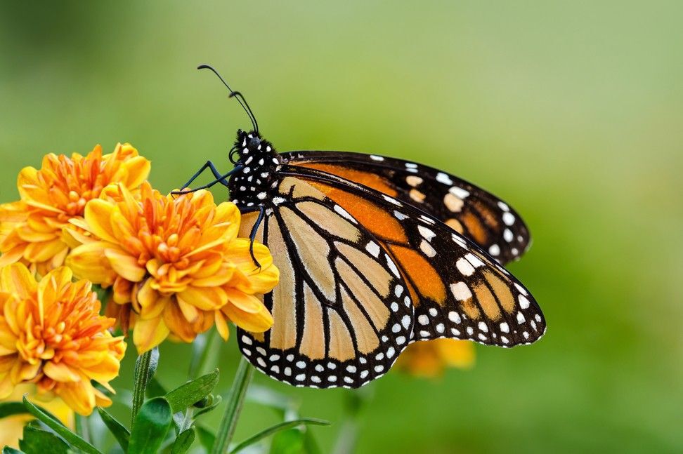 Close-up of a monarch butterfly on a yellow flower.