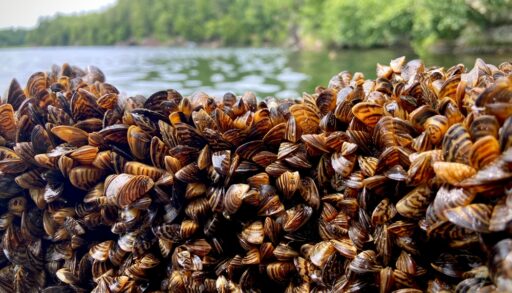 Collection of zebra mussels on the bank of a lake shore.
