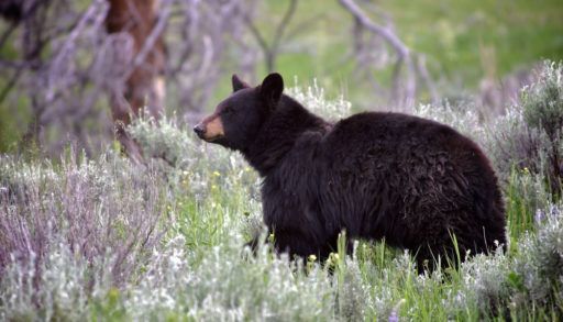 Black bear standing in a field.