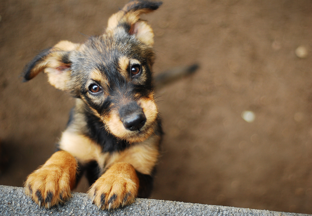 Close-up of a tan and grey-coloured puppy standing on its hind legs.