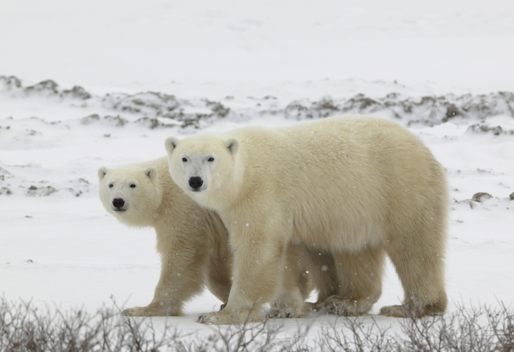 Two white polar bears standing in a snow-covered field.