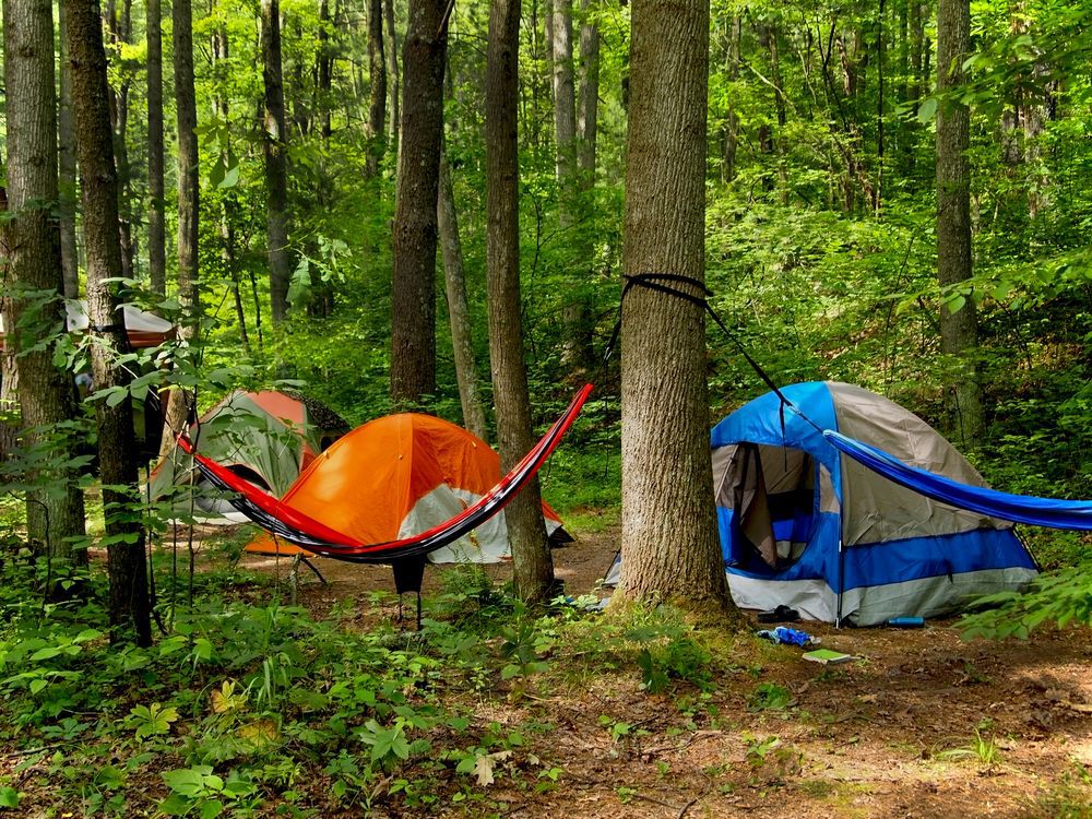 Hammocks set up next to tents in a forest.