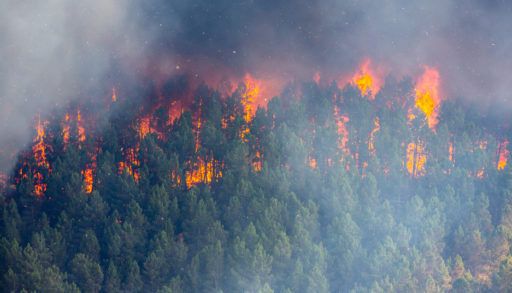Wildfire spreading through a forest.