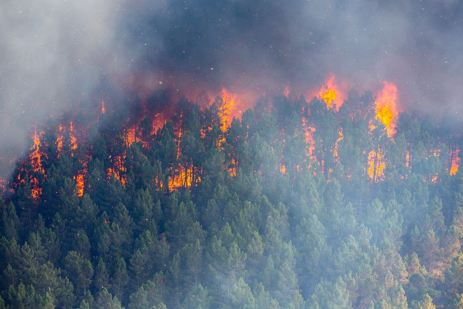 Wildfire spreading through a forest.