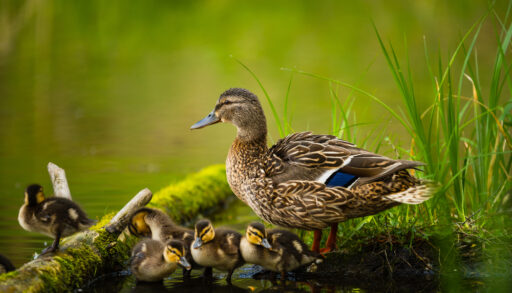 Female Mallard duck standing next to a pond with her ducklings.