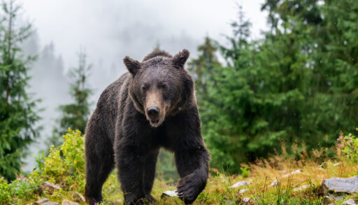 Adult grizzly bear walking in a misty forest.
