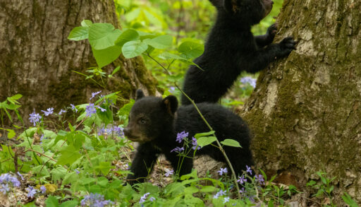 Close-up of two black bear cubs playing in a forest.