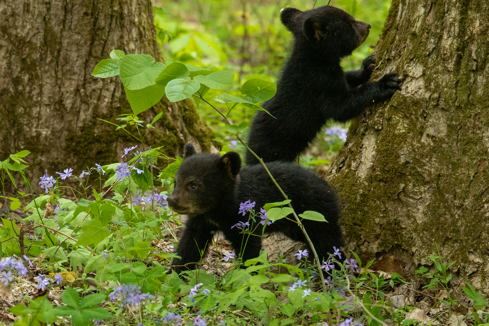 Close-up of two black bear cubs playing in a forest.