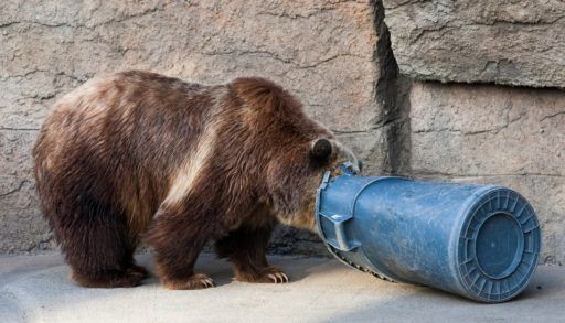 Grizzly bear digging through a garbage can.