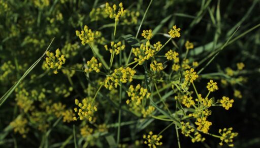 Close-up of small, yellow flowers on a wild parsnip plant.