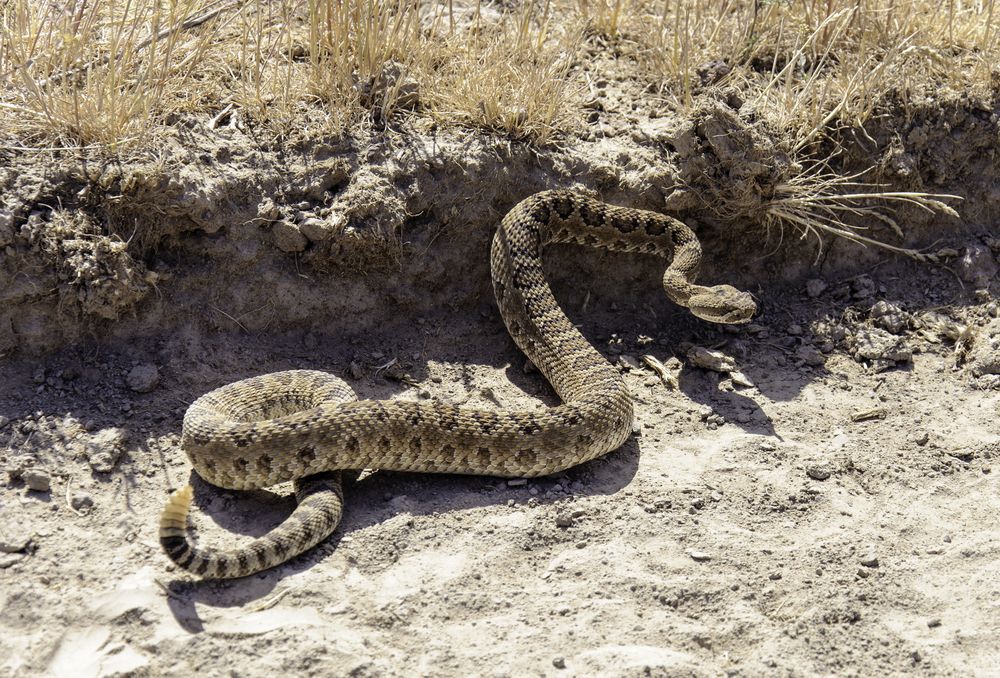 Close-up of a rattlesnake on a sandy landscape.