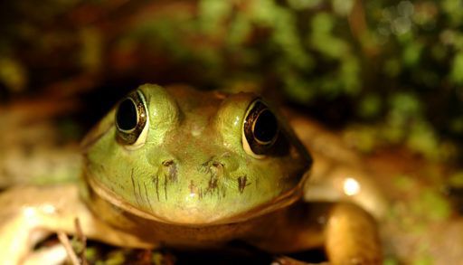 Close-up of a green bullfrog.